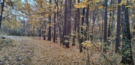 С 17 октября в Липецкой области завершился пожароопасный сезон, который длился с 1 апреля