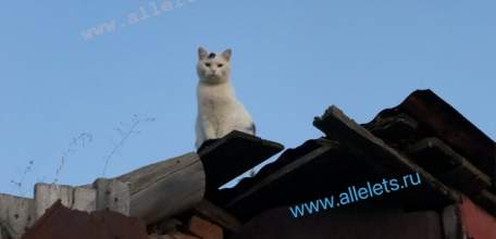 ГД в первом чтении приняла проект об увеличении МРОТ в России