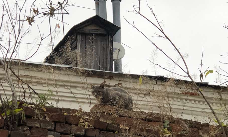 Отбой Красного уровня для г. Елец, Елецкого МР