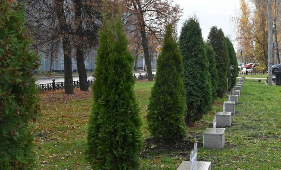 В сквере Ани Гайтеровой появились новые зеленые пушистые красавицы!