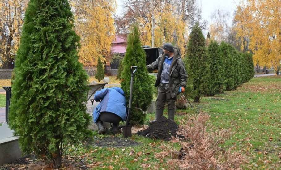 В сквере Ани Гайтеровой появились новые зеленые пушистые красавицы!