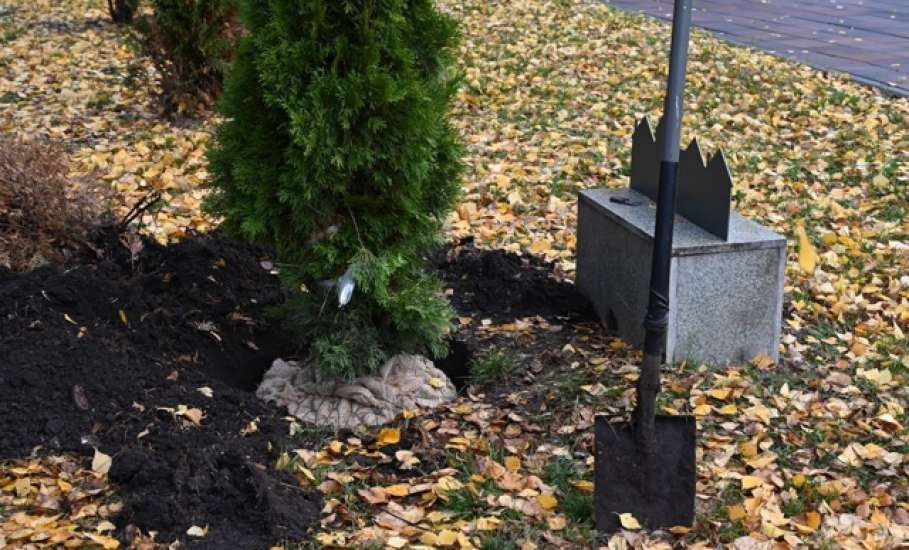 В сквере Ани Гайтеровой появились новые зеленые пушистые красавицы!