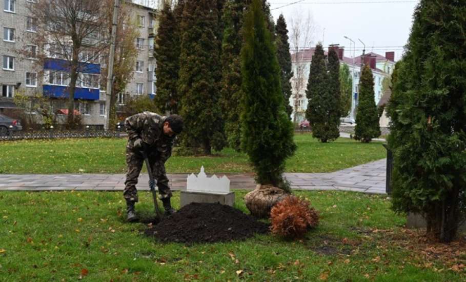 В сквере Ани Гайтеровой появились новые зеленые пушистые красавицы!