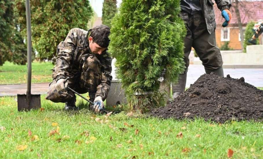 В сквере Ани Гайтеровой появились новые зеленые пушистые красавицы!