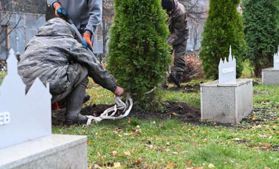 В сквере Ани Гайтеровой появились новые зеленые пушистые красавицы!