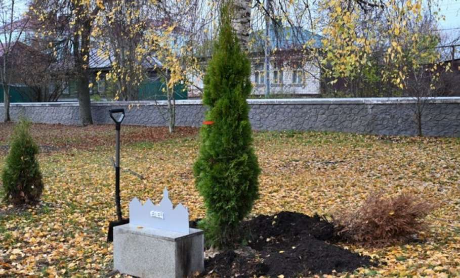 В сквере Ани Гайтеровой появились новые зеленые пушистые красавицы!