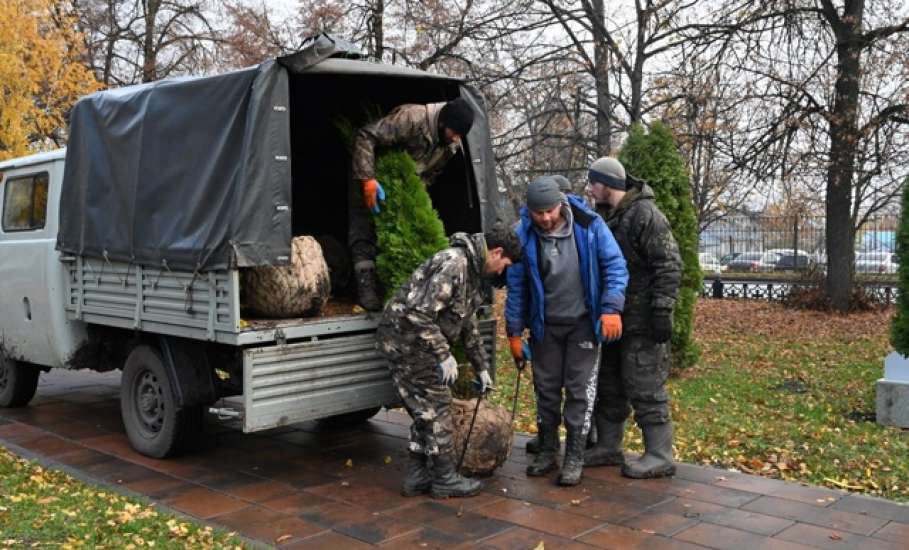 В сквере Ани Гайтеровой появились новые зеленые пушистые красавицы!