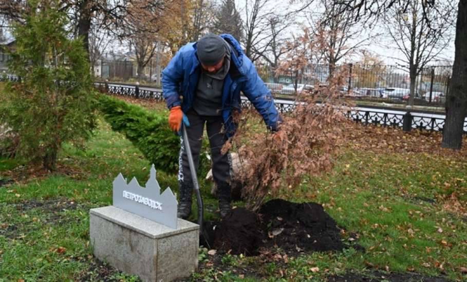 В сквере Ани Гайтеровой появились новые зеленые пушистые красавицы!