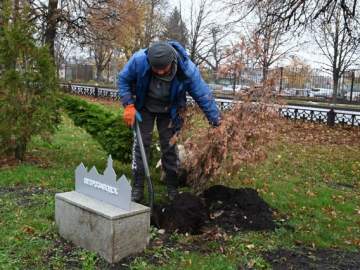 В сквере Ани Гайтеровой появились новые зеленые пушистые красавицы!