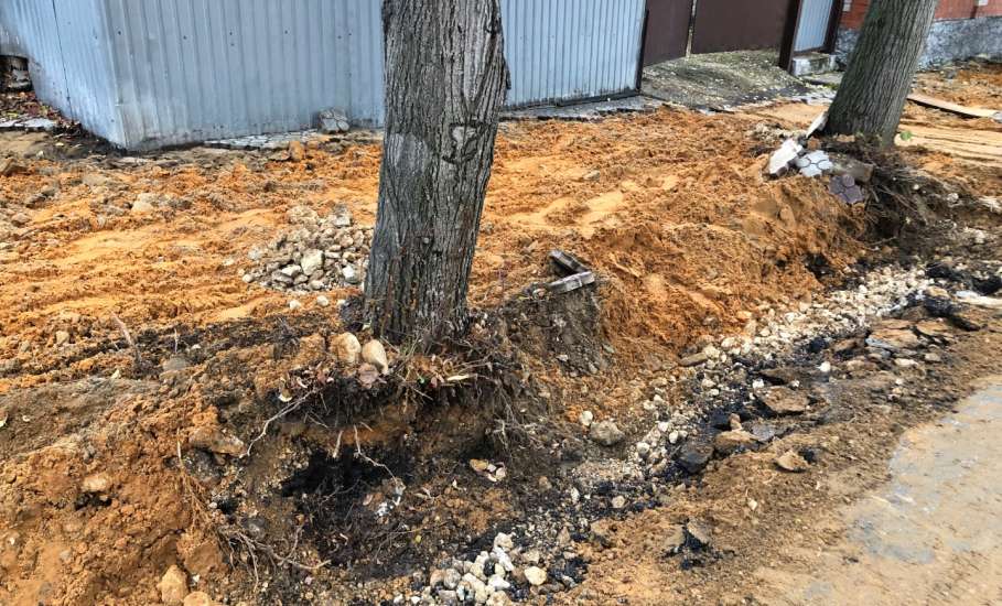 В центре Ельца опять повредили корневую систему деревьев при благоустройстве!