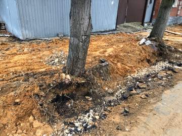 В центре Ельца опять повредили корневую систему деревьев при благоустройстве!