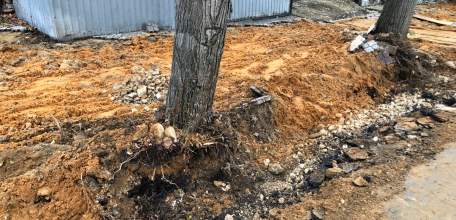 В центре Ельца опять повредили корневую систему деревьев при благоустройстве!