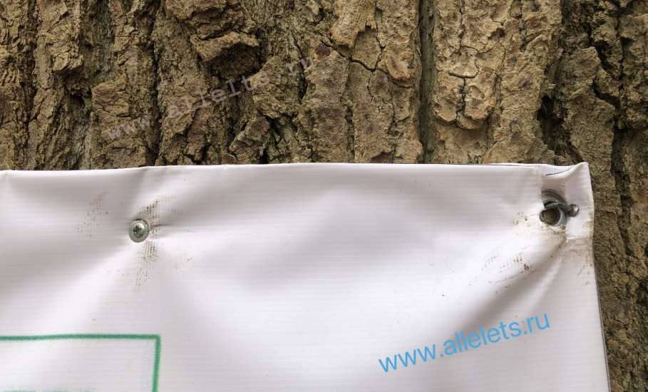 В Ельце вандал-подрядчик прибил гвоздями к живым деревьям паспорт объекта благоустройства!