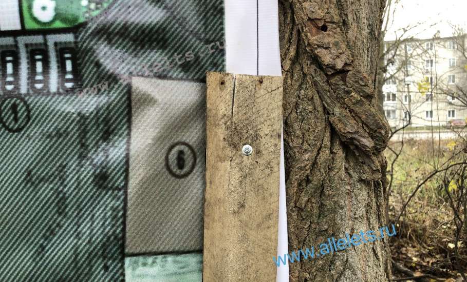 В Ельце вандал-подрядчик прибил гвоздями к живым деревьям паспорт объекта благоустройства!