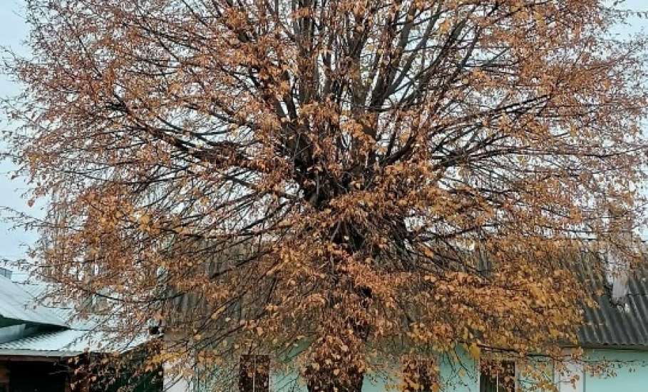 Сотрудники МУП «Елец-Сервис» продолжают работы по благоустройству города