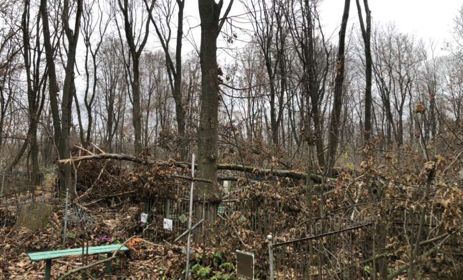 На старом кладбище в Ельце работы по опиловке деревьев в срок не выполнены!