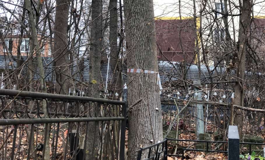 На старом кладбище в Ельце работы по опиловке деревьев в срок не выполнены!