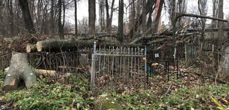 На старом кладбище в Ельце работы по опиловке деревьев в срок не выполнены!