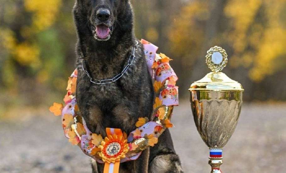Немецкая овчарка по кличке Ракета из Ельца стала лучшей в стране!