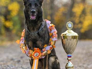 Немецкая овчарка по кличке Ракета из Ельца стала лучшей в стране!