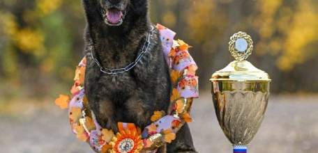 Немецкая овчарка по кличке Ракета из Ельца стала лучшей в стране!