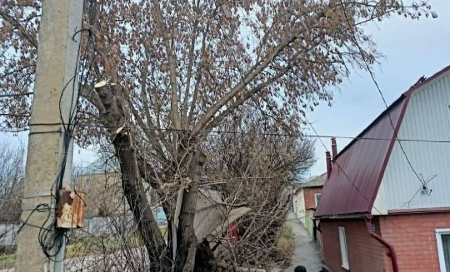 В Ельце практически ежедневно стали опиливать деревья