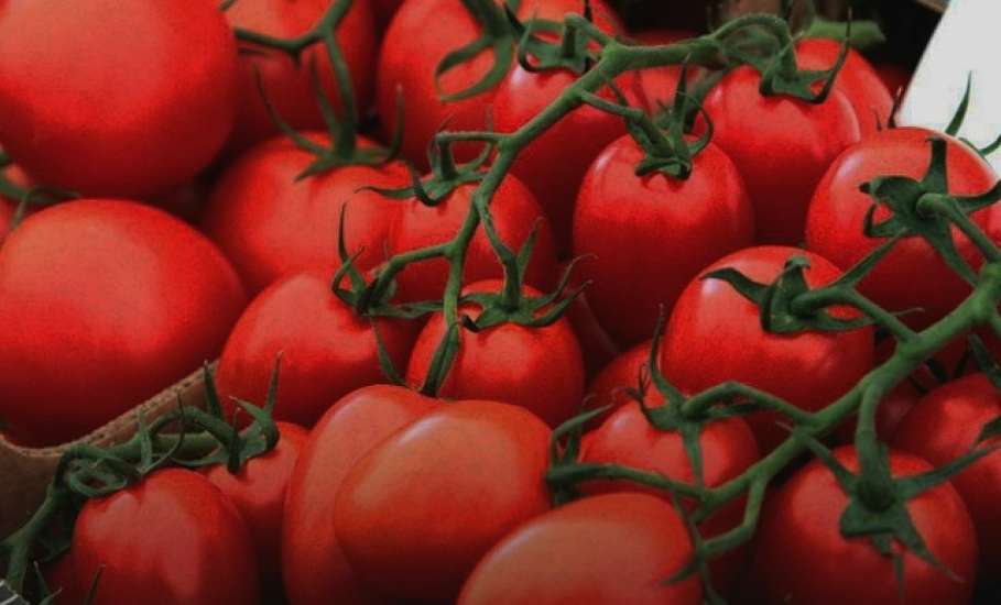 Аграрии Липецкой области собрали 117 тыс. тонн овощей!