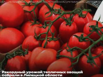 Аграрии Липецкой области собрали 117 тыс. тонн овощей!