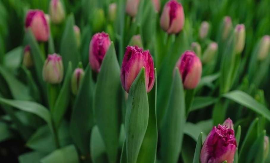 Елецкий округ завалит цветами жителей Липецкой области в 2027 году!