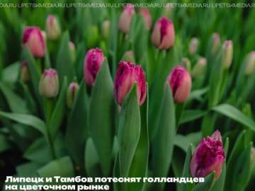 Елецкий округ завалит цветами жителей Липецкой области в 2027 году!