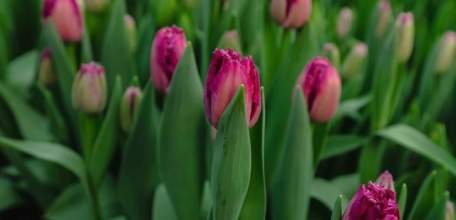 Елецкий округ завалит цветами жителей Липецкой области в 2027 году!