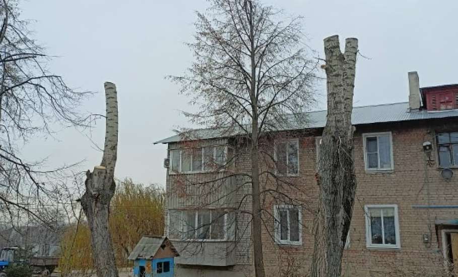 В Ельце спилили дерево черёмуху и опилили тополь с берёзой