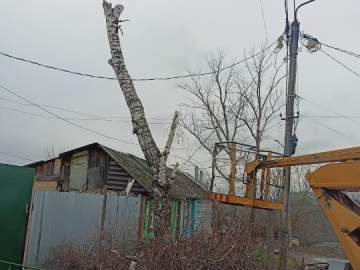 В Ельце спилили дерево черёмуху и опилили тополь с берёзой