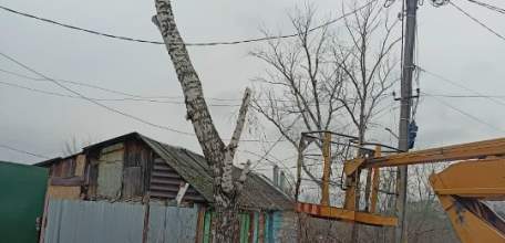 В Ельце спилили дерево черёмуху и опилили тополь с берёзой