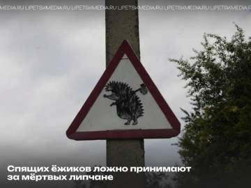 Жители Липецкой области принимают спящих ежей за мёртвых