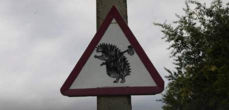 Жители Липецкой области принимают спящих ежей за мёртвых