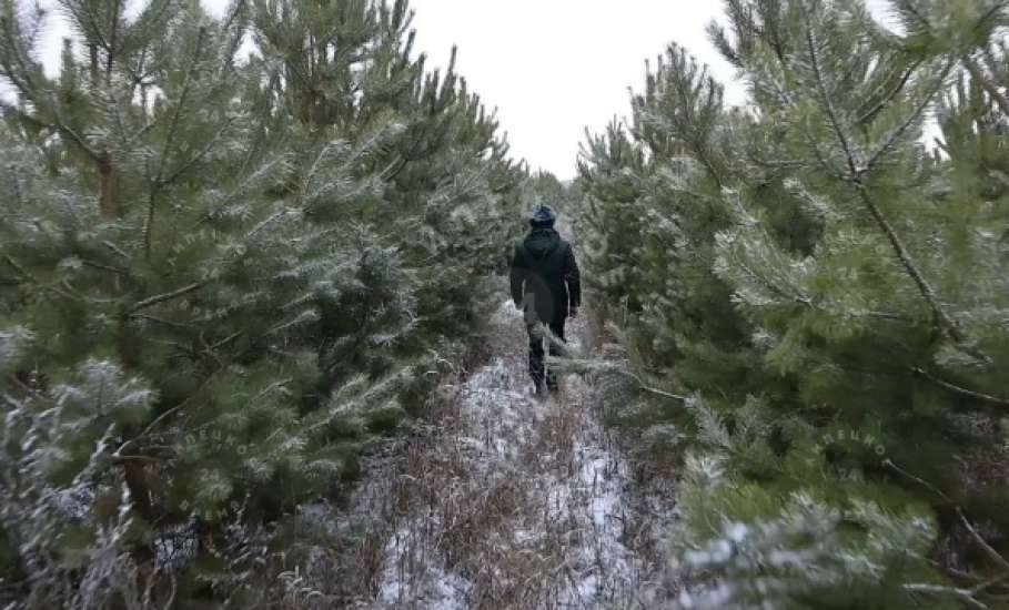 Срубил ёлку - заплати штраф 500000 р!