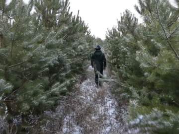 Срубил ёлку - заплати штраф 500000 р!