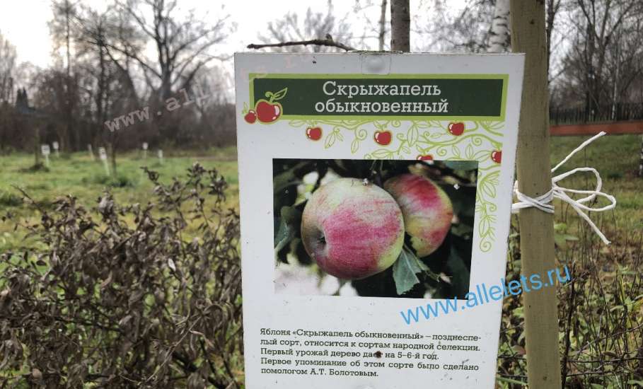 Дождливая осень в Петровском парке Ельца
