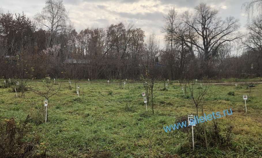 Дождливая осень в Петровском парке Ельца