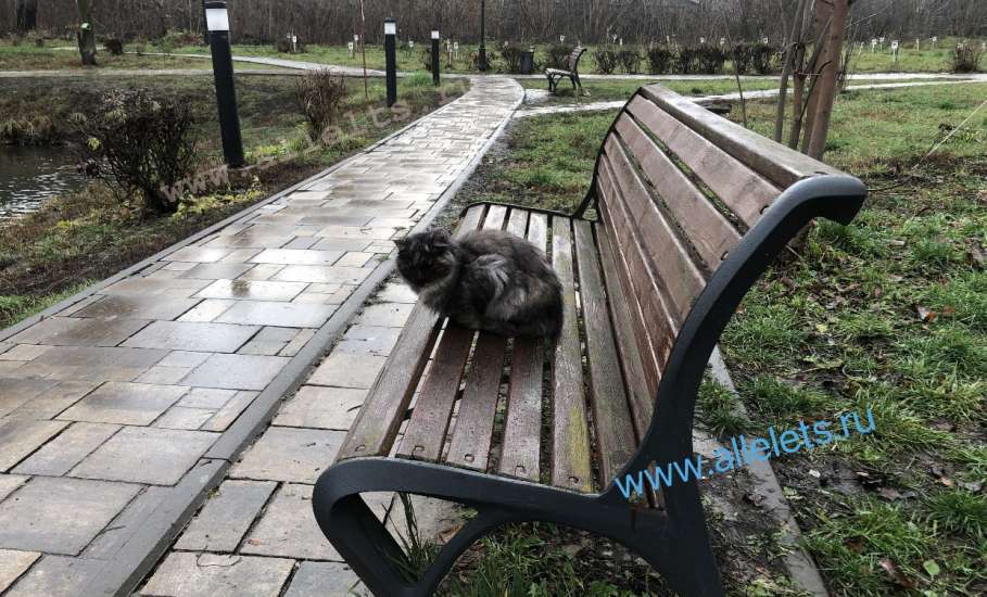 Дождливая осень в Петровском парке Ельца