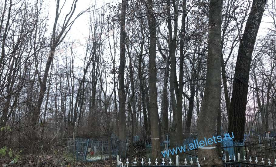 В Ельце новое ЧП! Дерево вырвало с корнем на кладбище, проход перегорожен!