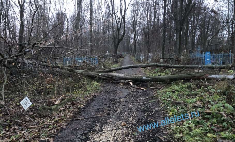 В Ельце новое ЧП! Дерево вырвало с корнем на кладбище, проход перегорожен!
