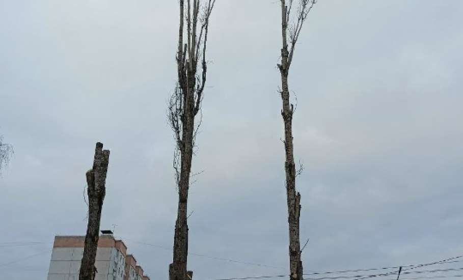 Елец благоустраивают! Знаки устанавливают, сучья летят!