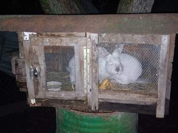 В Липецкой области доблестные сотрудники полиции нашли того, кто украл кролика!