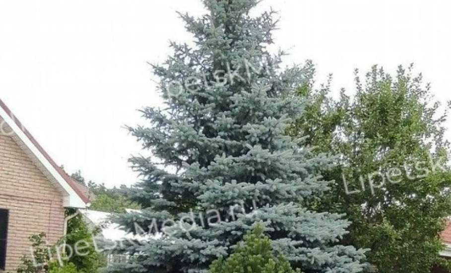 Самую дорогую ёлку продают в Липецке за 200 тысяч рублей!