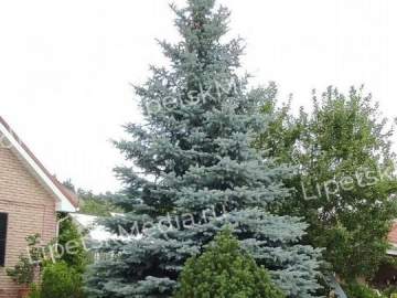 Самую дорогую ёлку продают в Липецке за 200 тысяч рублей!