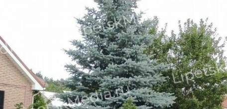 Самую дорогую ёлку продают в Липецке за 200 тысяч рублей!