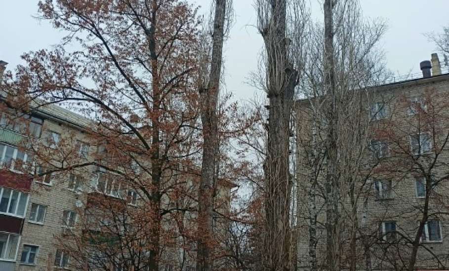 В Засосне сегодня спилили тополь