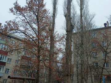 В Засосне сегодня спилили тополь